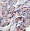 Janus Kinase 2 antibody, TA333223, Origene, Immunohistochemistry frozen image 