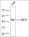 Serine/threonine-protein kinase 4 antibody, orb6448, Biorbyt, Western Blot image 
