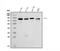 Protein Kinase CGMP-Dependent 1 antibody, A01708-3, Boster Biological Technology, Western Blot image 