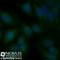 Calnexin antibody, NBP2-36570F, Novus Biologicals, Immunocytochemistry image 