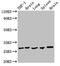 Oligodendrocyte Transcription Factor 1 antibody, LS-C674514, Lifespan Biosciences, Western Blot image 