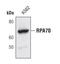 Replication Protein A1 antibody, MA5-14833, Invitrogen Antibodies, Western Blot image 