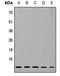 Ribosomal Protein L37 antibody, LS-C358290, Lifespan Biosciences, Western Blot image 
