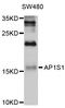 AP-1 complex subunit sigma-1A antibody, abx125521, Abbexa, Western Blot image 