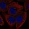 Fibroblast Growth Factor 11 antibody, NBP2-55935, Novus Biologicals, Immunofluorescence image 