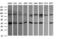 Acetyl-CoA Acyltransferase 2 antibody, LS-C338059, Lifespan Biosciences, Western Blot image 