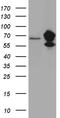 KOC antibody, CF811487, Origene, Western Blot image 