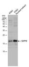 Histone deacetylase complex subunit SAP18 antibody, PA5-78314, Invitrogen Antibodies, Western Blot image 