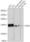 ITA8 antibody, GTX66156, GeneTex, Western Blot image 
