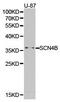 Sodium Voltage-Gated Channel Beta Subunit 4 antibody, PA5-37419, Invitrogen Antibodies, Western Blot image 