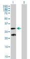 Chromosome 9 Open Reading Frame 152 antibody, H00401546-B01P, Novus Biologicals, Western Blot image 