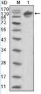 Receptor tyrosine-protein kinase erbB-3 antibody, AM06356SU-N, Origene, Western Blot image 