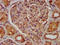 Calcium-binding protein 4 antibody, LS-C674649, Lifespan Biosciences, Immunohistochemistry paraffin image 