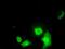 Id-3 antibody, MA5-25000, Invitrogen Antibodies, Immunocytochemistry image 