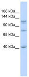 DExH-Box Helicase 30 antibody, TA341594, Origene, Western Blot image 