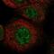 LysM Domain Containing 1 antibody, NBP1-81095, Novus Biologicals, Immunofluorescence image 