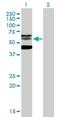 PHD Finger Protein 21B antibody, H00112885-B01P, Novus Biologicals, Western Blot image 