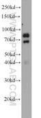 Peptidase Domain Containing Associated With Muscle Regeneration 1 antibody, 55310-1-AP, Proteintech Group, Western Blot image 