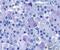 ADCYAP Receptor Type I antibody, NLS948, Novus Biologicals, Immunohistochemistry frozen image 