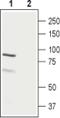 LHRHR antibody, PA5-77474, Invitrogen Antibodies, Western Blot image 