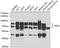 Peroxisomal targeting signal 1 receptor antibody, GTX33404, GeneTex, Western Blot image 