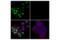 SATB Homeobox 1 antibody, 20166S, Cell Signaling Technology, Immunofluorescence image 