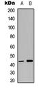 p38 antibody, LS-C358803, Lifespan Biosciences, Western Blot image 