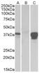 POU domain class 2-associating factor 1 antibody, AP32714PU-N, Origene, Western Blot image 