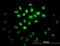 Musashi RNA Binding Protein 1 antibody, orb89641, Biorbyt, Immunofluorescence image 