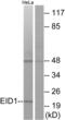 EP300 Interacting Inhibitor Of Differentiation 1 antibody, abx013874, Abbexa, Western Blot image 