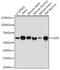 Cyclic GMP-AMP Synthase antibody, GTX01560, GeneTex, Western Blot image 