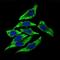 Dynactin Subunit 4 antibody, GTX60723, GeneTex, Immunofluorescence image 