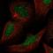 DNA mismatch repair protein Mlh3 antibody, HPA060570, Atlas Antibodies, Immunofluorescence image 