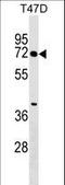 Zinc Finger Protein 563 antibody, LS-C157473, Lifespan Biosciences, Western Blot image 