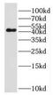 Lymphocyte Transmembrane Adaptor 1 antibody, FNab04710, FineTest, Western Blot image 