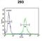 Melanocortin 2 Receptor Accessory Protein antibody, abx034603, Abbexa, Western Blot image 