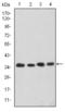 Cyclin Dependent Kinase 5 antibody, STJ97948, St John