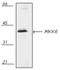 Dual specificity mitogen-activated protein kinase kinase 6 antibody, ADI-KAP-MA014-C, Enzo Life Sciences, Western Blot image 