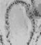 ER-beta antibody, ALX-210-180-C050, Enzo Life Sciences, Immunohistochemistry paraffin image 