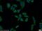 SEC23 Interacting Protein antibody, 20892-1-AP, Proteintech Group, Immunofluorescence image 