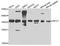 Replication factor C subunit 5 antibody, orb373931, Biorbyt, Western Blot image 