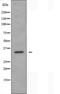 BAI1 Associated Protein 2 Like 2 antibody, orb226372, Biorbyt, Western Blot image 