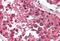 Cell death regulator Aven antibody, MBS240489, MyBioSource, Immunohistochemistry paraffin image 