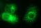 Vascular Endothelial Growth Factor B antibody, M04494, Boster Biological Technology, Immunofluorescence image 
