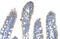 Ornithine Carbamoyltransferase antibody, ARP41766_T100, Aviva Systems Biology, Immunohistochemistry frozen image 