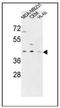 Pre-MRNA Processing Factor 38A antibody, AP53428PU-N, Origene, Western Blot image 