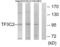 General Transcription Factor IIIC Subunit 2 antibody, LS-C119172, Lifespan Biosciences, Western Blot image 
