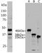 Aurora A antibody, NBP2-50046, Novus Biologicals, Western Blot image 