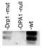OPA1 Mitochondrial Dynamin Like GTPase antibody, TA309781, Origene, Western Blot image 