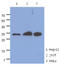 Mitochondrial Ribosome Recycling Factor antibody, AM50024PU-N, Origene, Western Blot image 